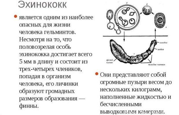 Эхинококк