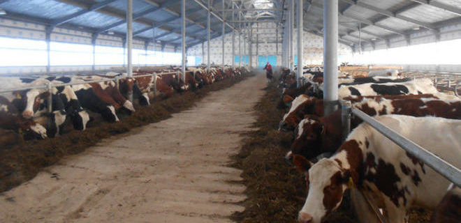 Скот для производства молочной продукции