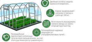 Характеристика теплиц из поликарбоната