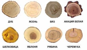 Лиственные породы древесины